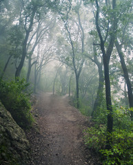 forest in mountains on foggy day