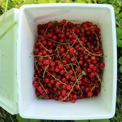 collection red currant