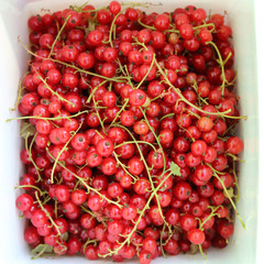 collection red currant