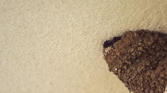 Little Swallow Open Mouth, Waiting for His Mother, Who Will Eat 4K UHD