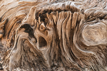 Meandering texture of dry driftwood up shot.