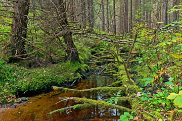 Fototapeta premium Spooky dark forest with gnarled fallen trees.