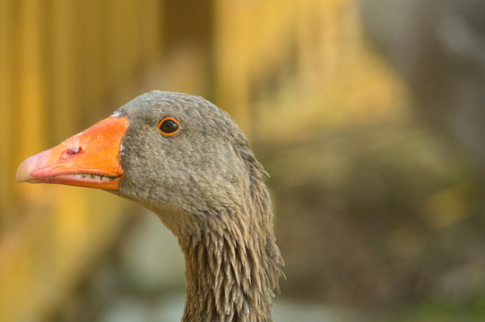 mallard duck in foreground, child of duck. Oca anatra, cucciolo di anatra in primo piano