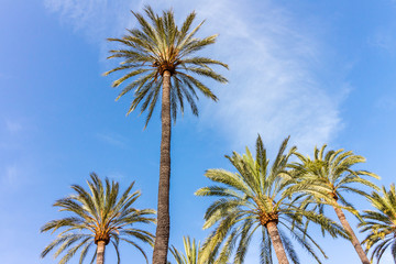 Palmen vor blauem Himmel