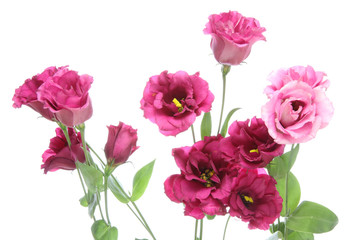 トルコキキョウ