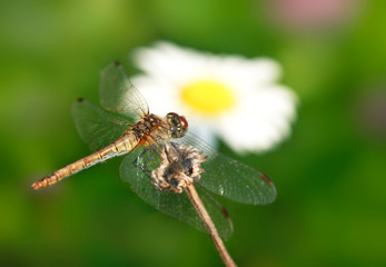 dragonfly and chamomile