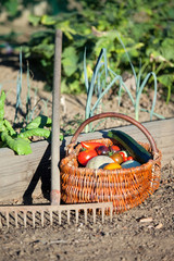 Récolte de légumes au potager
