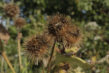 The thistle fruits in the autumn sunshine.