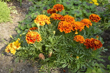 Marigold - beautiful sun flower for garden, balcony and terrace
