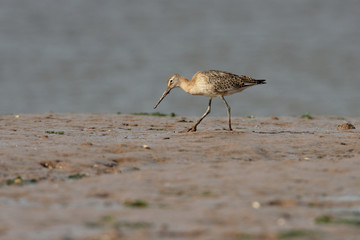 Black-tailed Godwit, Limosa limosa