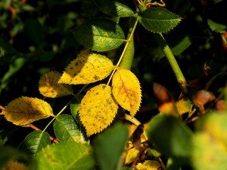 Green and changing color yellow leaves on deciduous tree in deciduous forest in wild nature during autumn