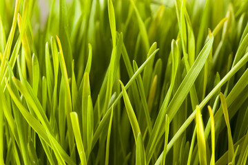 Fototapeta na wymiar Healthy Raw Green Wheat Grass