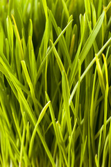Healthy Raw Green Wheat Grass