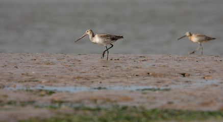 Black-tailed Godwit, Limosa limosa