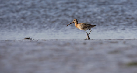 Black-tailed Godwit, Limosa limosa