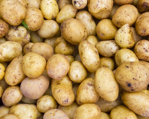 Vibrant fresh potatoes for sale at a farmer's market in Oregon
