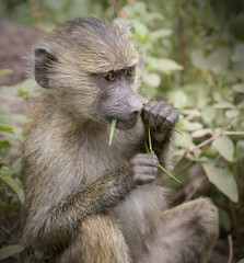 Baboon Eating Grass