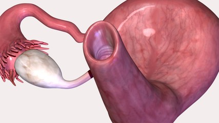 Female Reproductive System Anatomy. 3D