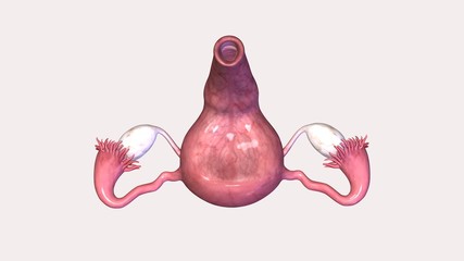 Female reproductive system(Uterus) illustration