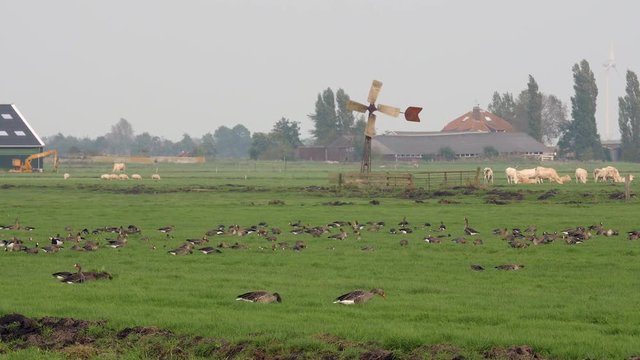 Geese rest and eat in green Dutch pastures with windmill during their winter migration.