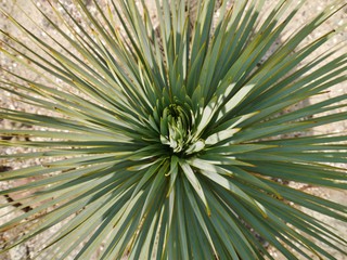 Fototapeta premium Palme von oben