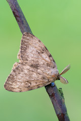 Lymantria dispar, the gypsy moth