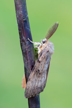 Lymantria dispar, the gypsy moth