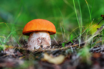 Mushroom leccinum aurantiacum - 120292663