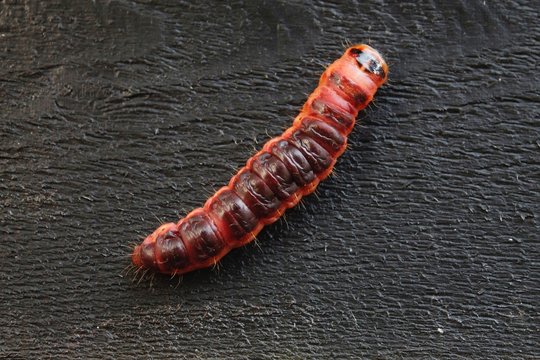 Weidenspinnerraupe