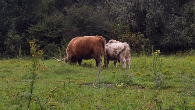 A brown Highlander cow grazing with her white calf in green pastures.