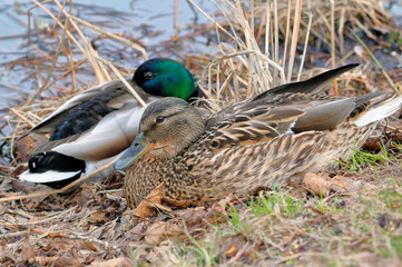Mallard (Anas platyrhynchos) male and female