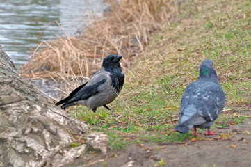 Fototapeta premium Hooded crow and pigeon