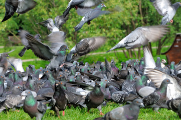Obraz premium Takes off from the ground a flock of pigeons
