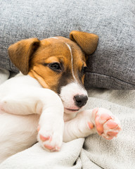 Obraz premium Puppy Jack Russell Terrier playing on the bed