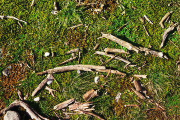 Background of dry wood on the green grass