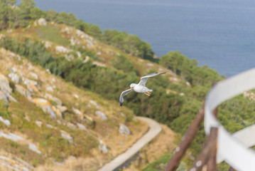 Gaviota argentea volando.