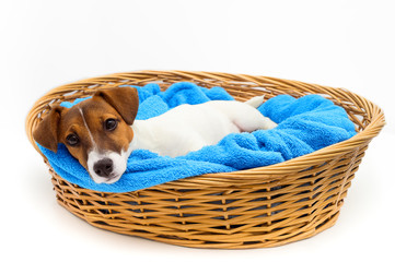 Puppy Jack Russell Terrier lying in a wicker basket close-up