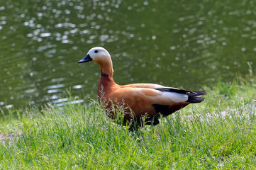 Ruddy shelduck Tadorna ferruginea on the green grass