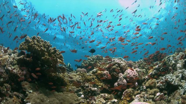 Colorful coral reef with plenty fish. 4k footage