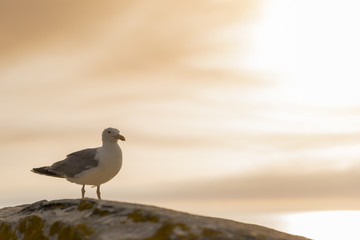 Gaviota al atardecer en Islas Cies (Pontevedra, España).
