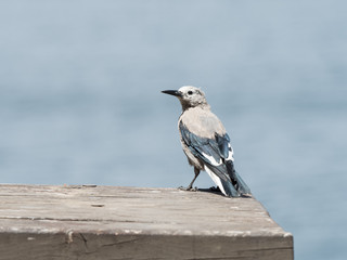 Nutcracker standing on the wooden table