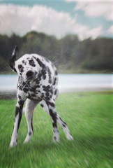 cute dog shaking off water after swimming in al river or a lake - obrazy, fototapety, plakaty