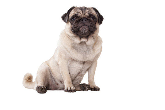 schattige onderuitgezakt zittende hond, mopshond, met guitige snoet, geisoleerd op witte achtergrond