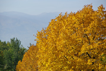 Fototapeta premium Yellow foliage in the appennines