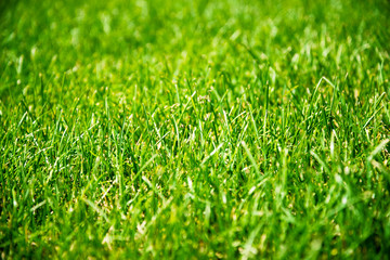 Naklejka premium Green grass lawn background texture captured outdoors in bright sunlight featuring vibrant natural blades for environment, eco, gardening, landscaping, and summer concepts