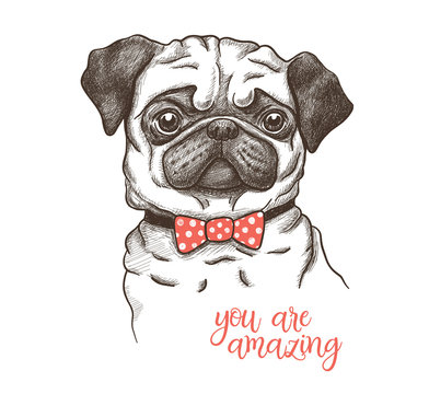 Vector illustration of a hand drawn funny fashionable pug