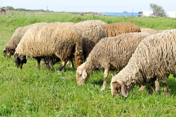 Obraz premium Sheep Grazing in a Field.