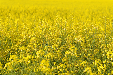 Obraz premium Rapeseed field.
