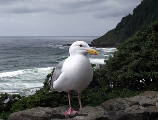 Seagull at the Pacific Coast