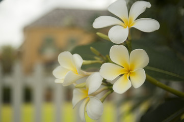 Tropical flower